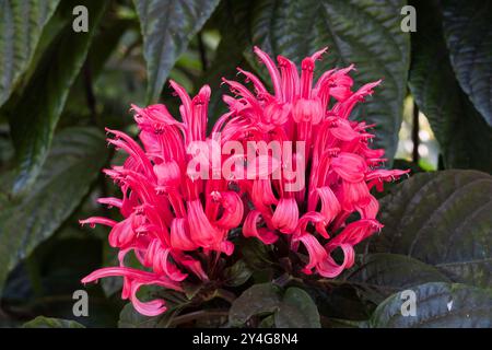 Brasilianische Plume, Justicia Carnea, rosa Blüten auf dunkelgrünem Laub. flamingoblume, Wasserweide, Jacobinia, Paradiespflanze Stockfoto