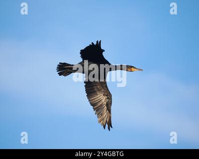 Kormoran fliegt von einem Gemeindesitz. Stockfoto