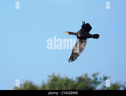 Kormoran fliegt von einem Gemeindesitz. Stockfoto