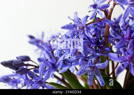 Wunderschöne blaue Blumen Schneeflocken Scilla bifolia Alpine Squill, zweiblättriger Squill auf weißem Hintergrund mit Platz für Text. Frühlingsdekoration. Stockfoto