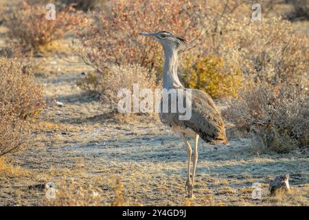 Nahaufnahme eines Kori-Trappenvogels, der auf dem Boden spaziert, Tierwelt in Namibia, Afrika Stockfoto