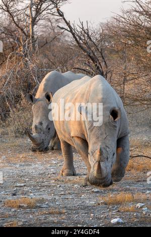 Nahaufnahme von ein paar weißen Nashörnern, zwei Frontalporträts von Nashörnern, Wildtiersafari und Pirschfahrt in Namibia, Afrika Stockfoto