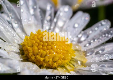 Makrobild der taufreibenden Daisy-Blume oder Bellis perennis aus der Asteraceae-Familie, Nahaufnahme der blühenden Frühlingsblumen. Stockfoto
