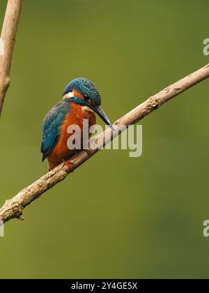 Junge eisvogel suchen nach nicht-territorialen Gewässern ohne Erwachsene, um sie spät im Jahr zu schikanieren. Stockfoto