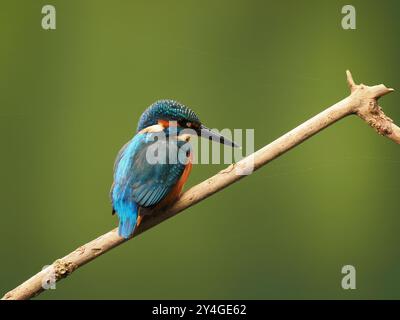 Junge eisvogel suchen nach nicht-territorialen Gewässern ohne Erwachsene, um sie spät im Jahr zu schikanieren. Stockfoto