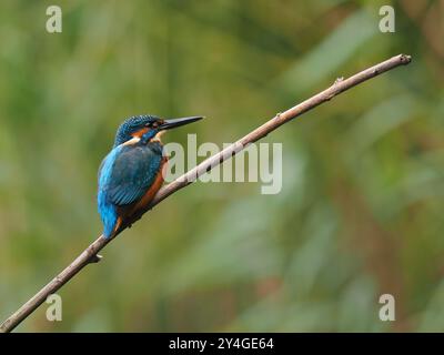 Junge eisvogel suchen nach nicht-territorialen Gewässern ohne Erwachsene, um sie spät im Jahr zu schikanieren. Stockfoto