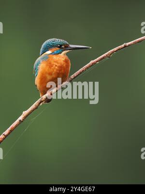 Junge eisvogel suchen nach nicht-territorialen Gewässern ohne Erwachsene, um sie spät im Jahr zu schikanieren. Stockfoto