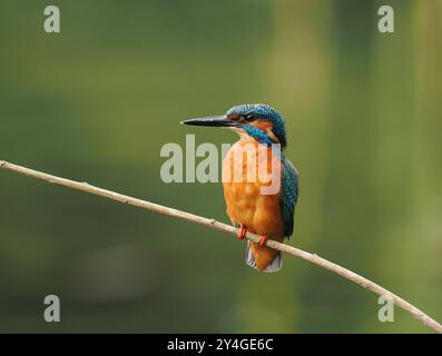 Junge eisvogel suchen nach nicht-territorialen Gewässern ohne Erwachsene, um sie spät im Jahr zu schikanieren. Stockfoto