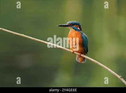 Junge eisvogel suchen nach nicht-territorialen Gewässern ohne Erwachsene, um sie spät im Jahr zu schikanieren. Stockfoto