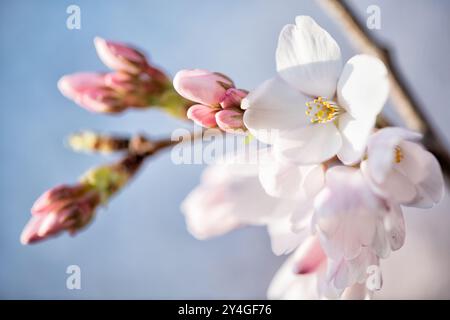 WASHINGTON DC, USA – Eine Nahaufnahme frischer Yoshino-Kirschblüten, die sich im Tidal Basin öffnen und voll blühen. Diese zarten rosa und weißen Blüten signalisieren den Frühling in Washington, DC, und sind ein wichtiger Höhepunkt des jährlichen Cherry Blossom Festivals. Stockfoto