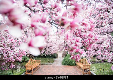 WASHINGTON DC, Vereinigte Staaten – in voller Blüte erblühende Unterteller-Magnolien erhellen den Enid A. Haupt Garden mit zwei hölzernen Parkbänken entlang des Backsteinpfads. Dieser friedliche Garten in der National Mall, Teil der Smithsonian Institution, ist ein ruhiger Ort für Besucher inmitten lebendiger Frühlingsblüten. Stockfoto