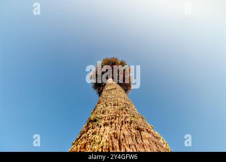 DAUFUSKIE ISLAND, South Carolina – Blick nach oben durch den charakteristischen Stamm und die Fronten eines Sabal Palmetto, dem Staatsbaum von South Carolina. Das charakteristische Wachstumsmuster und die Baumstruktur der Palme werden an diesem historischen Ort der Lowcountry Barrier Island am Himmel hervorgehoben. Stockfoto