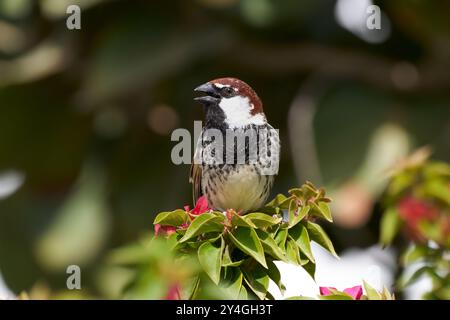 Singender männlicher spanischer Sparrow (Passer hispaniolensis), der auf einer Pflanze sitzt Stockfoto