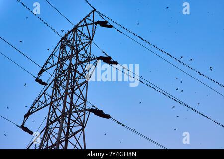 Violette Martin-Vögel auf Stromleitungen mit Turm gegen Blauen Himmel von unten Stockfoto