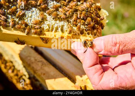 Imker Hand hält Honigbiene aus nächster Nähe in Hive Stockfoto