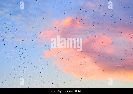 Vogelschar von Purple Martin Birds bei Sonnenuntergang über Nashville Riverfront Stockfoto