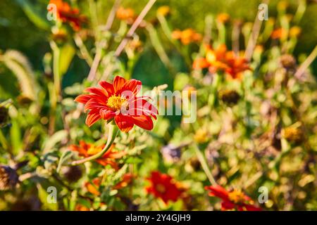Lebendige rote mexikanische Sonnenblume in Blüte mit verschwommenem Gartenhintergrund Stockfoto