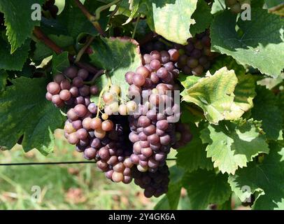 Grauer Burgunder, Grauburgunder, Rulaender, Weißwein, Vitis vinifera, ist ein Wein, der hauptsächlich in Deutschland angebaut wird Stockfoto