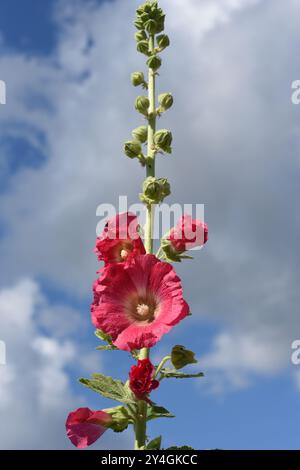 Hollyhock, Alcea rosea, auch bekannt als Hollyhock oder Hollyhock, ist eine wunderschöne Gartenblume und Heilpflanze. Stockfoto