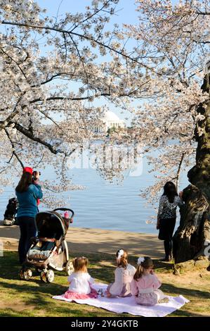 WASHINGTON DC, USA – Besucher genießen die Kirschblüten in voller Blüte am Tidal Basin in Washington DC. Das jährliche Spektakel rosa und weißer Blumen zieht Tausende von Touristen und Einheimische gleichermaßen an, die unter den Baumkronen der Yoshino-Kirschbäume spazieren gehen. Diese Frühlingstradition markiert den Höhepunkt des National Cherry Blossom Festival, bei dem das Geschenk von Bäumen aus Japan in die Vereinigten Staaten von 1912 gefeiert wird. Stockfoto