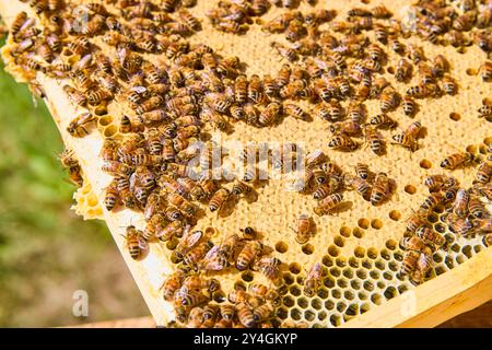 Busy Bee Colony on Honeycomb in Brood Box Nahansicht Stockfoto