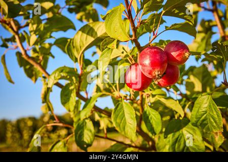 Reife rote Äpfel in der sonnendurchfluteten Orchard-Nahperspektive Stockfoto