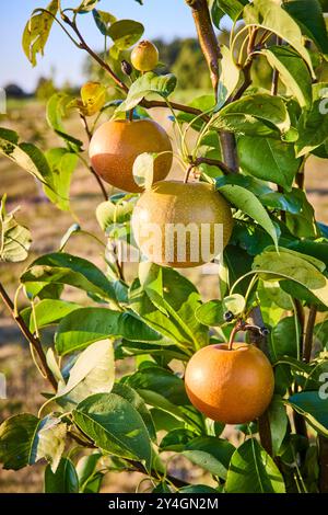 Reife asiatische Birnen auf Baumzweigen mit Golden Hour Glow Eye View Stockfoto