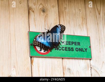 Blauer Morpho-Schmetterling auf Schild, Woodside Wildpark, Lincoln, Lincolnshire, England, UK Stockfoto