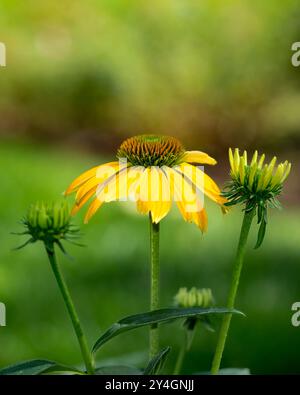 Detailliertes Foto von gelbem Coneflower, Makrobild der Echinacea-Blume Stockfoto