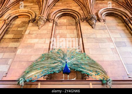 WASHINGTON DC, USA – Pfau-Ausstellung in der Ausstellung „America's Treasure Chest“ im Smithsonian Castle, die historische Techniken der Museumspräsentation und die Erhaltung von Exemplaren demonstriert. Diese Ausstellung veranschaulicht die traditionellen naturgeschichtlichen Ausstellungsstile, die seit seiner Gründung Teil der Geschichte des Smithsonian sind. Stockfoto