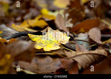 Herbstbraun gefärbte, gefallene Baumblätter, Herbstfoto eines gefallenen Baumes Stockfoto