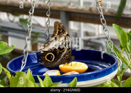 Gelbkantiger Rieseneule Schmetterling, Woodside Wildpark, Lincoln, Lincolnshire, England, UK Stockfoto