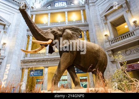 WASHINGTON DC, USA – Henry der Elefant, das ikonische Herzstück der Rotunde des Smithsonian National Museum of Natural History, steht als prominentes Symbol der Institution. Dieses afrikanische Elefantenexemplar begrüßt seit 1959 Besucher im Museum und dient sowohl als beliebtes Wahrzeichen als auch als pädagogisches Hilfsmittel. Stockfoto