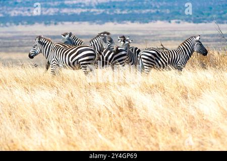 TARANGIRE-NATIONALPARK, Tansania – Eine Zebraherde steht wachsam im langen Gras des Tarangire-Nationalparks im Norden Tansanias, nicht weit entfernt Stockfoto