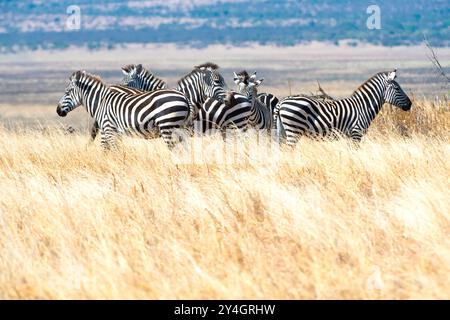TARANGIRE-NATIONALPARK, Tansania – Eine Zebraherde steht wachsam im langen Gras des Tarangire-Nationalparks im Norden Tansanias. Der Park liegt in der Nähe des Ngorongoro-Kraters und der Serengeti, die Teil des Greater Tarangire-Manyara-Ökosystems sind. Tarangire ist bekannt für seine vielfältigen Tierpopulationen und saisonalen Migrationsmuster. Der Park umfasst etwa 2.850 Quadratkilometer und dient als wichtiger Wildtierkorridor in der Region. Zebras gehören zu den Arten, die in den vielfältigen Lebensräumen des Parks häufig vorkommen. Das Grasland bietet wichtige Weideflächen für Stockfoto