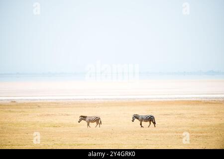 LAKE MANYARA NATIONAL PARK, Tansania – zwei Zebras spazieren am halbtrockenen Salzsee im Lake Manyara National Park im Norden Tansanias. Der Park liegt im Great Rift Valley und umfasst vielfältige Ökosysteme, die vom alkalischen See bis zu dichten Wäldern und offenen Graslandschaften reichen. Das flache, alkalische Wasser des Lake Manyara schwankt saisonal und schafft unterschiedliche Bedingungen, die das ganze Jahr über verschiedene Tierarten unterstützen. Der Park ist bekannt für seine vielfältigen Tierpopulationen, darunter große Zebras, die in der Gegend weiden. Der Park wurde 1960 gegründet und erstreckt sich über ca. Stockfoto