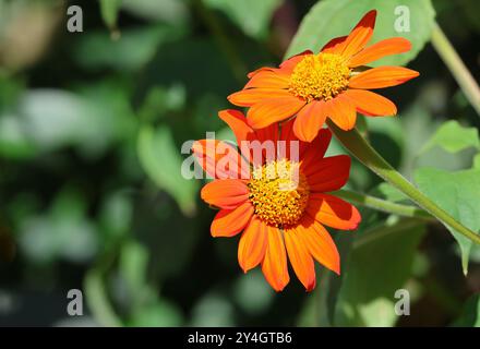 Leuchtende und farbenfrohe orange und gelbe mexikanische Sonnenblumen Tithonia diversifolia in Blüte auf grünen Blättern Stockfoto