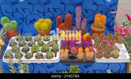 Kleine Kakteen Dekorative Pflanzen in Töpfen Varieté Mix Farben Florist Stockfoto