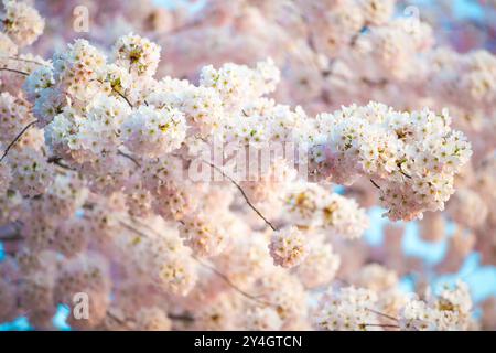 WASHINGTON DC, USA – Zweige voller weißer und rosafarbener Kirschblüten im Tidal Basin. Die lebhafte Frühlingsschau zieht Tausende von Besuchern nach Washington, DC, während des Cherry Blossom Festivals an, bei dem das Geschenk der Kirschbäume aus Japan gefeiert wird. Stockfoto