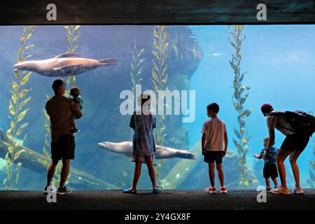 WASHINGTON DC, USA – Besucher des Smithsonian National Zoo beobachten Seelöwen, die an einem großen Unterwasserfenster vorbeischwimmen und aus nächster Nähe einen Blick auf diese wendigen Meeressäuger in ihrem aquatischen Lebensraum bieten. Die Ausstellung bietet eine einzigartige Perspektive auf das Verhalten der Seelöwen und die Anpassung an die Wasserwelt. Stockfoto