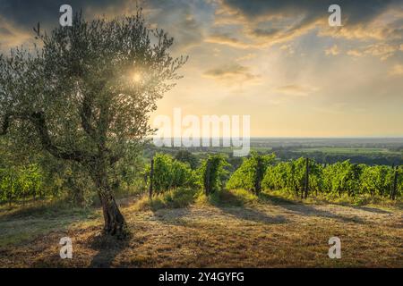 Bolgheri Weinberge und ein Olivenbaum bei Sonnenuntergang. Castegneto Carducci, Provinz Livorno, Region Toskana, Italien Stockfoto