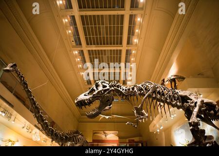 Im April 2014 wird die Dinosaurierhalle im National Museum of Natural History der Smithsonian Institution kurz vor einer 5-jährigen Renovierung stehen. Stockfoto