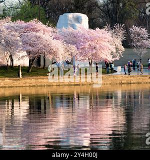 WASHINGTON DC, Vereinigte Staaten – die Kirschblüten in voller Blüte umgeben den Martin Luther King Jr. Gedenkstätte im Tidal Basin in Washington, DC. Die Gedenkstätte, die dem amerikanischen Bürgerrechtler gewidmet ist, wird von den rosa und weißen Blüten eingerahmt und trägt zur Schönheit der Frühlingslandschaft bei. Stockfoto