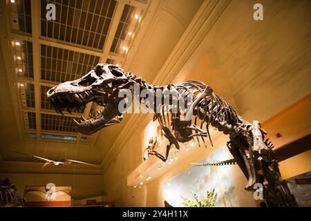 Smithsonian National Museum of Natural History Dinosaur Hall Washington DC // WASHINGTON DC — die alte Dinosaur Hall im Smithsonian National Museum of Natural History, wie sie vor ihrer Schließung im April 2014 für eine vollständige Überholung und Renovierung erschien. Die Ausstellung zeigte verschiedene Dinosaurierskelette und Fossilien, die die umfangreiche paläontologische Sammlung des Museums in ihrer ursprünglichen Präsentation vor dem Modernisierungsprojekt zeigten. Stockfoto