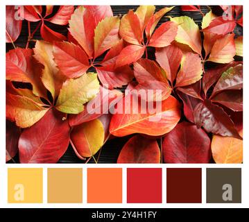 Schatten des Herbstes. Bild der Herbstblätter und passende Farbpalette Stockfoto