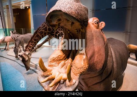 Im Smithsonian National Museum of Natural History in Washington D.C. werden Flusspferde und andere afrikanische Tiere gezeigt. Stockfoto