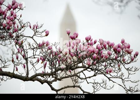 WASHINGTON DC – die Magnolienblüten der Untertasse bilden einen Rahmen für den Blick auf das Washington Monument im frühen Frühjahr. Die blühenden Bäume befinden sich im Garten des George Mason Memorial, einer Hommage an einen der Gründungsväter Amerikas. Magnolien bieten eine der frühesten Frühlingsvorstellungen Washingtons, die normalerweise vor der Kirschblüte blühen. Stockfoto