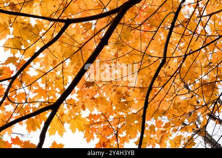 Ahornblätter zeigen kräftige Herbstfarben und zeigen die saisonale Transformation vom Sommergrün zu Herbstrot und Orangen. Die Blätter zeigen die Vielfalt der Farbtöne und Muster, die für Ahornlaub während des Herbstwechsels charakteristisch sind. Stockfoto