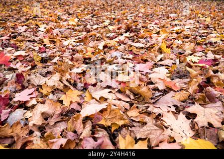 Ahornblätter zeigen kräftige Herbstfarben und zeigen die saisonale Transformation vom Sommergrün zu Herbstrot und Orangen. Die Blätter zeigen die Vielfalt der Farbtöne und Muster, die für Ahornlaub während des Herbstwechsels charakteristisch sind. Stockfoto