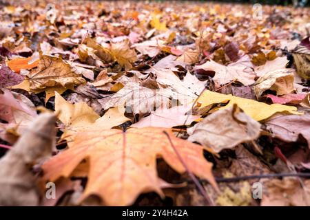 Ahornblätter zeigen kräftige Herbstfarben und zeigen die saisonale Transformation vom Sommergrün zu Herbstrot und Orangen. Die Blätter zeigen die Vielfalt der Farbtöne und Muster, die für Ahornlaub während des Herbstwechsels charakteristisch sind. Stockfoto